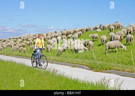 La piste cyclable de l'Elbe à Stiepelse en Basse-Saxe Banque D'Images