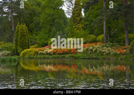 Rive est du moteur de l étang à Leonardslee Gardens West Sussex England avec divers arbustes Azalea couleurs reflète dans l'eau Banque D'Images