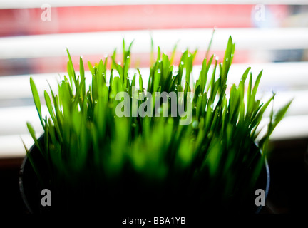 Recueillir des gouttes de rosée sur les brins d'herbe de chat en croissance à un plantpot contre jalousie Banque D'Images
