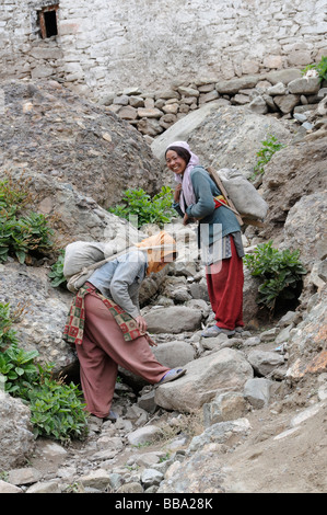 Des femmes transportant du sable de construction à la partie supérieure du monastère, Hemis, le nord de l'Inde, l'Inde, l'himalaya Banque D'Images