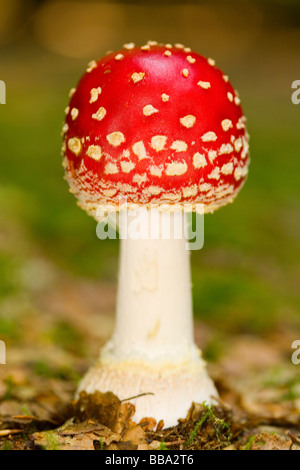 Agaric Fly (Amanita muscaria) Banque D'Images