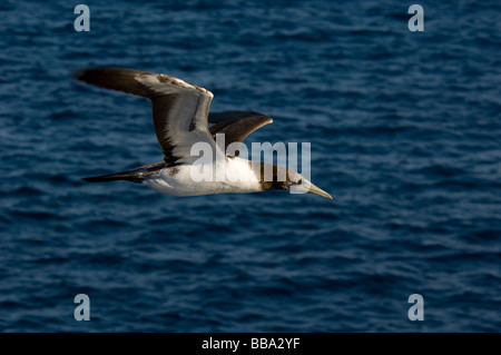 Fou brun Sula leucogaster immature en vol de l'île de Clipperton France Mexique Banque D'Images