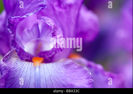 Iris 'janine louise' Fleur Banque D'Images
