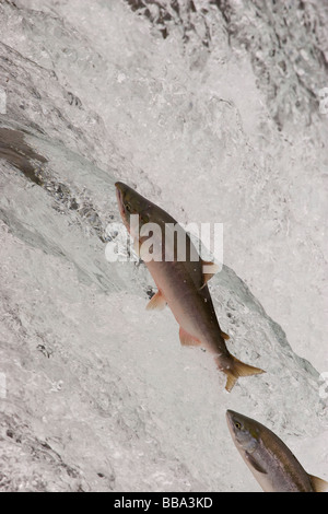 Saut de saumon rouge cascade jusqu'à frayer Oncorhynchus nerka Alaska Katmai National Park Banque D'Images