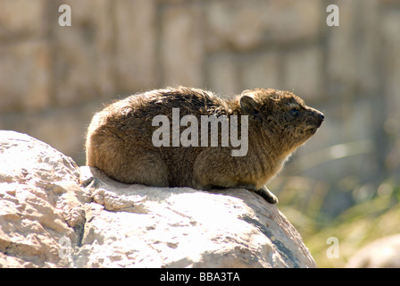 Un Rock Hyrax, connu localement comme un 'Dassie' dans l'Elephant Park près de Knysna, Afrique du Sud. Banque D'Images