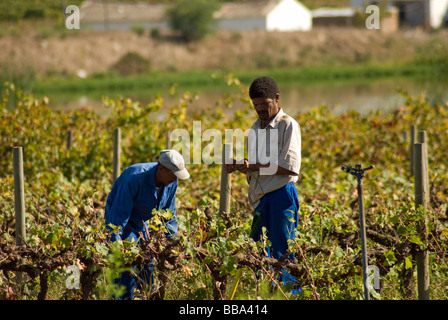 Ouvriers sur un vin ferme près de Stellenbosch dans le Western Cape, Afrique du Sud. Banque D'Images