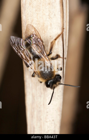 Abeille à miel (Apis mellifera) Banque D'Images