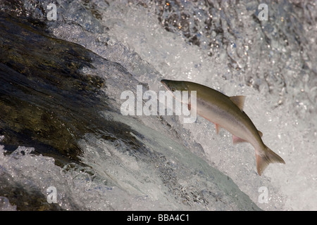 Saut de saumon rouge cascade jusqu'à frayer Oncorhynchus nerka Alaska Katmai National Park Banque D'Images