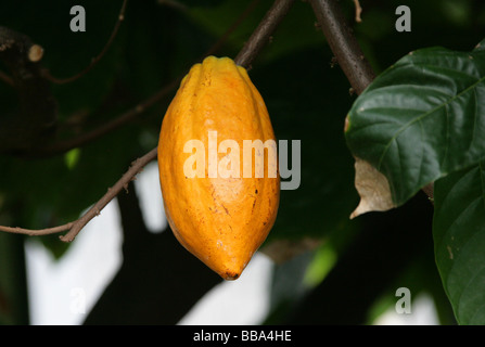 Gousse d'un cacaoyer ou cacaoyer, Theobroma cacao, Malvaceae. Les graines de ce fruit sont utilisés pour faire du chocolat et du cacao Banque D'Images