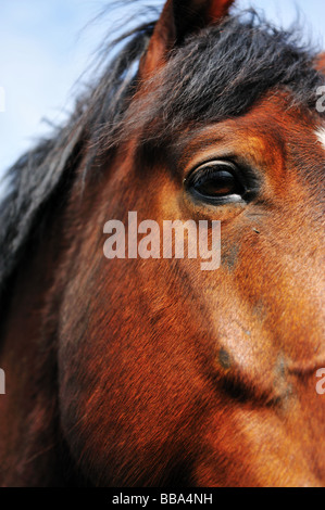 Portrait d'un beau cheval brun Banque D'Images