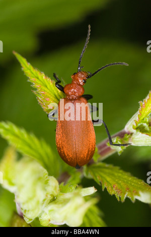 Cardinal à tête rouge (Pyrochroa serraticornis Beetle) ramper sur bramble shoot Banque D'Images