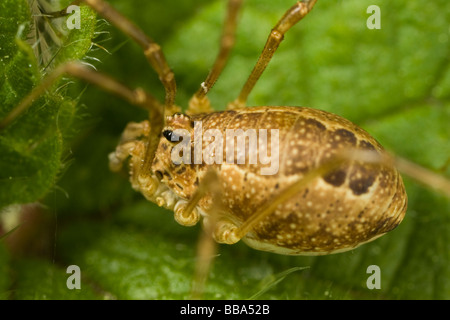 Gros plan d'une politique commune (Phalangium opilio) Harvestman Banque D'Images