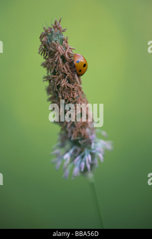 Un 7-spot coccinelle (Coccinella 7-punctata) au repos sur un un brin d'herbe Banque D'Images