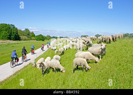 La piste cyclable de l'Elbe à Stiepelse en Basse-Saxe Banque D'Images