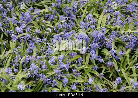 Spring Squill, Scilla Verna, Hyacinthaceae Banque D'Images