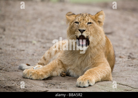 Jeune mâle rugissant lion - Panthera leo Banque D'Images
