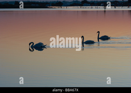 Cygnes,coucher de soleil sur la rivière waveney,burgh castle, GorlestonNorfolk,UK Banque D'Images