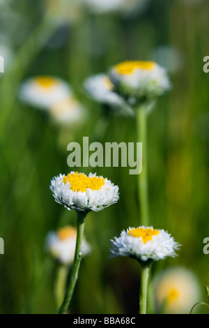 Œufs pochés daisies (Polycalymma stuartii) dans l'Alice Springs Desert Park. Alice Springs, Territoire du Nord, Australie Banque D'Images