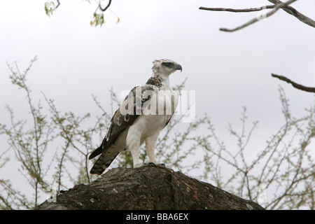 Une politique commune de Osprey Pandion haliaetus assis sur une butte dans le parc national de Tsavo Kenya Banque D'Images