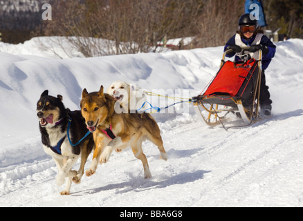 La conduite de l'enfant un chien de traîneau, de l'équipe des Huskies de l'Alaska, le cuivre courriers Twister Dog Sled Race, Territoire du Yukon, Canada Banque D'Images