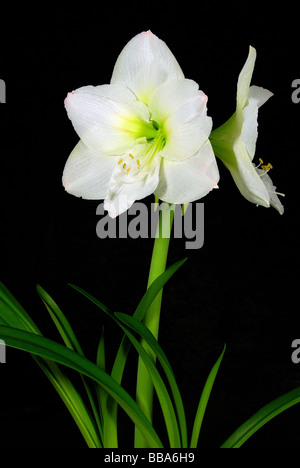 Amaryllis Amaryllis schwarz auf sur noir 13 Banque D'Images