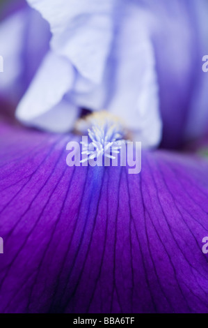 Border Iris 'Prudy' Fleur Banque D'Images