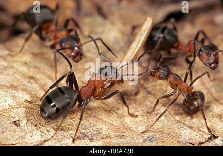 Les fourmis des bois rouge (Formica polyctena) Banque D'Images