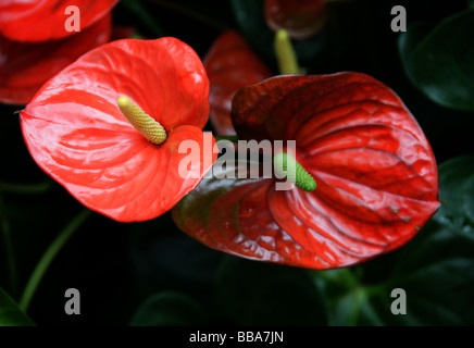 Fleur Fleur Queue Flamingo aka ou Bannière Plante, Anthurium sp., Araceae, Amérique Centrale et du Sud Banque D'Images