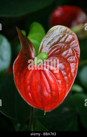 Fleur Fleur Queue Flamingo aka ou Bannière Plante, Anthurium sp., Araceae, Amérique Centrale et du Sud Banque D'Images