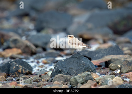 Traquet motteux sur rock Banque D'Images