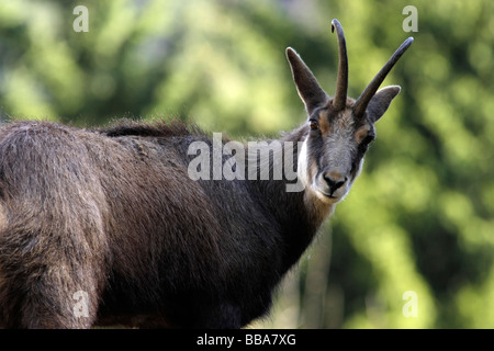 Female Isard Isards Rupicapra rupicapra pyrenaica Banque D'Images