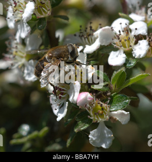 Une abeille la collecte du pollen de la fleur blanche d'un Cotoneaster plant Banque D'Images