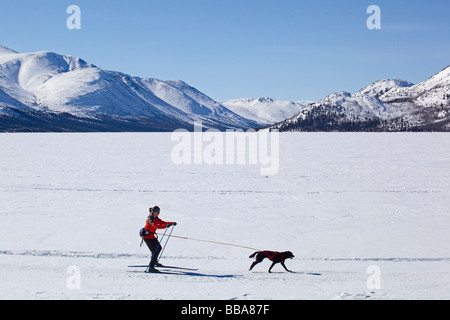 Femme ski joering, ski de fond, avec un chien de traîneau, poisson du lac, Territoire du Yukon, Canada Banque D'Images