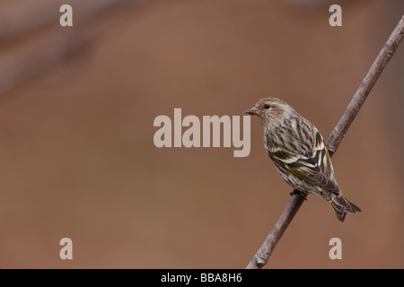 Tarin des pins Carduelis pinus pinus femme perché sur une branche d'arbre Banque D'Images