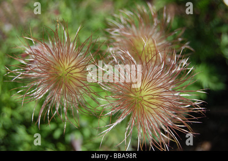 Pulsatilla vulgaris graines Banque D'Images