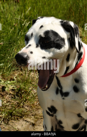 Dalmation une race de chien de chasse avec des points noirs sur blanc Banque D'Images