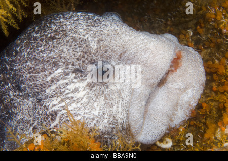 L'Anguille Loup Anarrhichthys ocellatus sud-est de l'Alaska Banque D'Images