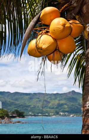 Cocotier (Cocos nucifera), Baie de Beau Vallon à l'arrière, l'île de Mahé, Seychelles, océan Indien, Afrique Banque D'Images
