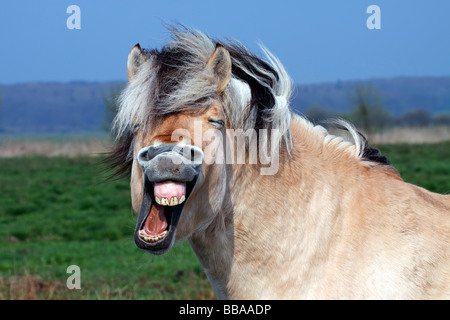 Norwegian Fjord Horse (Equus caballus przewalskii. f), hennissement Banque D'Images