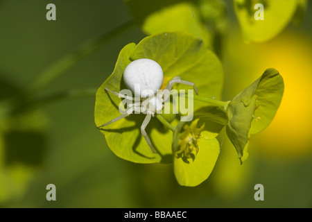 Araignée crabe Misumena vatia femelle reposant sur l'Euphorbe ésule Euphorbia amygdaloides à bois Bois Haugh, Herefordshire en mai. Banque D'Images