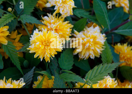 Close-up de l'arbuste Japonica Pleniflora vexille Banque D'Images