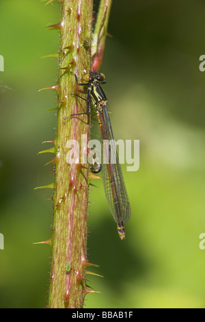 Large Red Libellule Pyrrhosoma nymphula repos adultes sur bramble tige à bois Haugh, Herefordshire en mai. Banque D'Images
