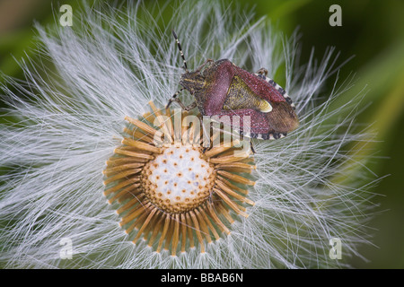 Bug Dolycoris baccarum Sloe reposant sur le pissenlit au bois Haugh, Herefordshire en mai. Banque D'Images