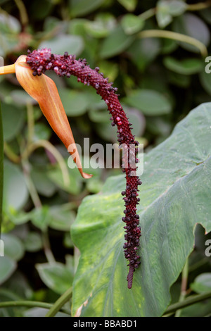 L'Anthurium cristal (graines) aka Flamingo Flower, Anthurium crystallinum, Araceae, Amérique du Sud tropicale Banque D'Images