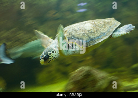 Tortue de mer loggerhead (Caretta caretta), Italie, Méditerranée, Europe Banque D'Images