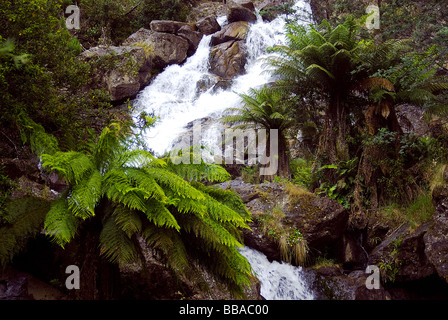 Cascade de la forêt tropicale dans le parc national de Tasmanie Banque D'Images