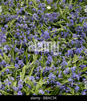 Spring Squill, Scilla Verna, Hyacinthaceae Banque D'Images