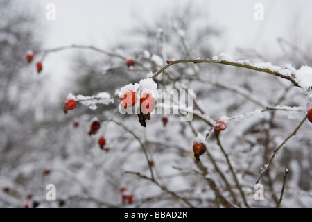 Bush de rose musquée en hiver Banque D'Images