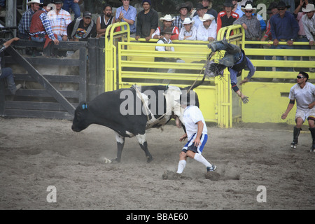 Cowboy éjectés de bull à rodeo Banque D'Images