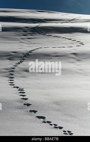 Piste des empreintes d'animaux dans la neige, Grisons, Suisse Banque D'Images